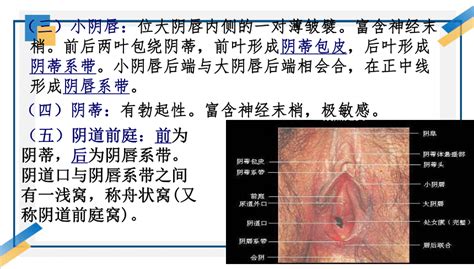 女性生殖器真人